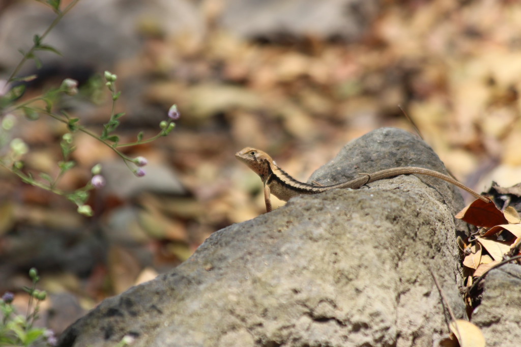 lezard-ecuador_27915522818_o