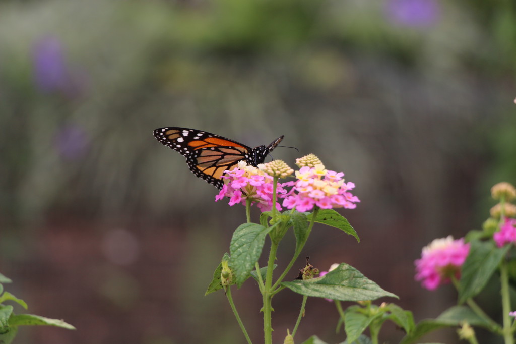 monarch-butterfly-in-mindo-ecuador_41742461232_o