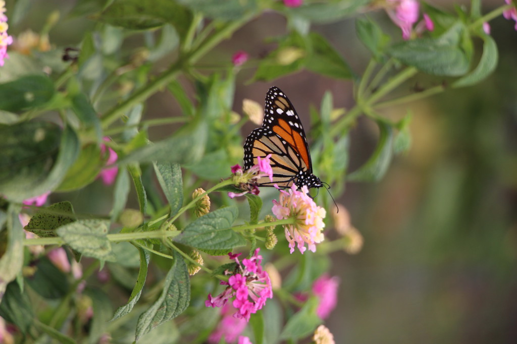 monarch-butterfly-in-mindo-ecuador_41742461872_o