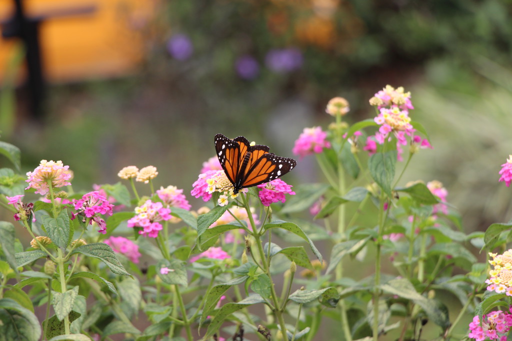 monarch-butterfly-in-mindo-ecuador_41742463682_o