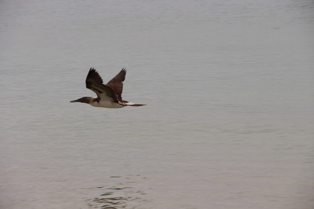 oiseau-fou-salinas-ecuador_27915512218_o