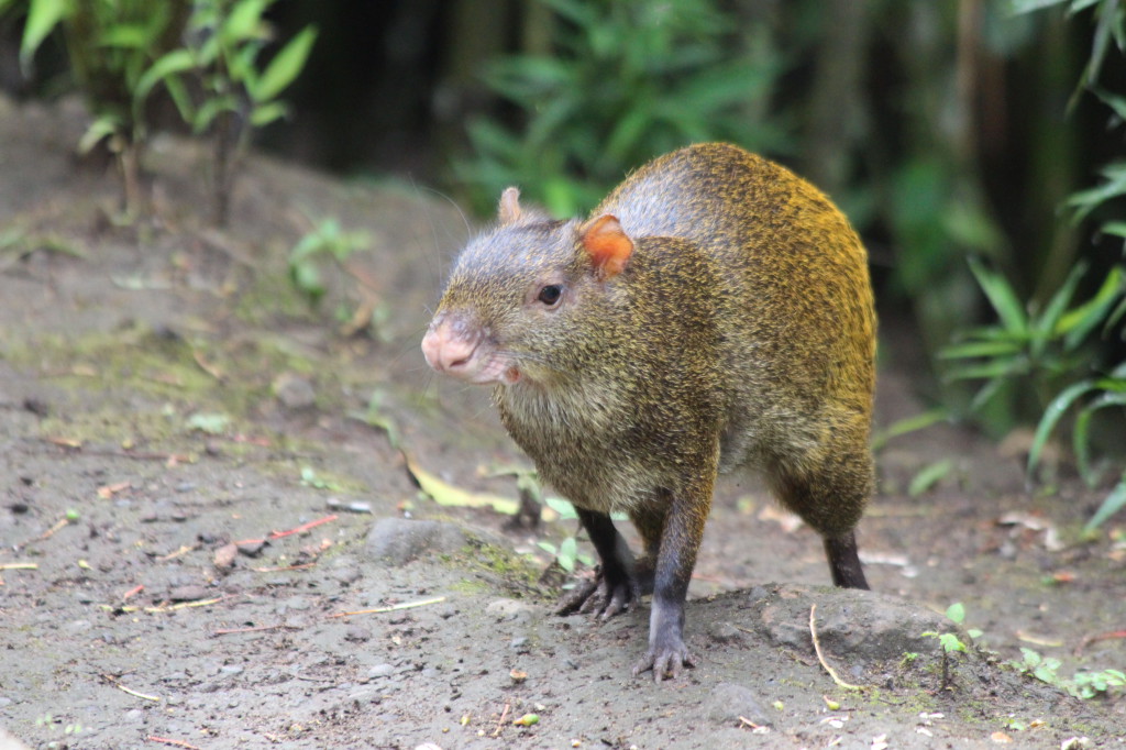 ragondin-mindo-ecuador_41742470952_o