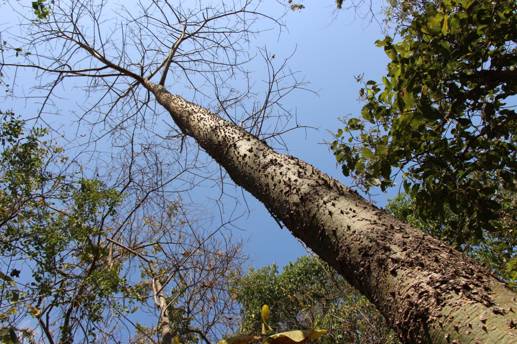 self-defence-tree-in-ecuador_27915518508_o