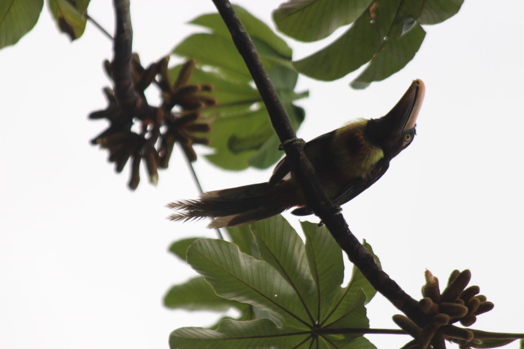 toucan--mindo-ecuador_40884577935_o