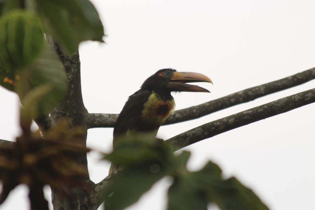 toucan--mindo-ecuador_40884578315_o