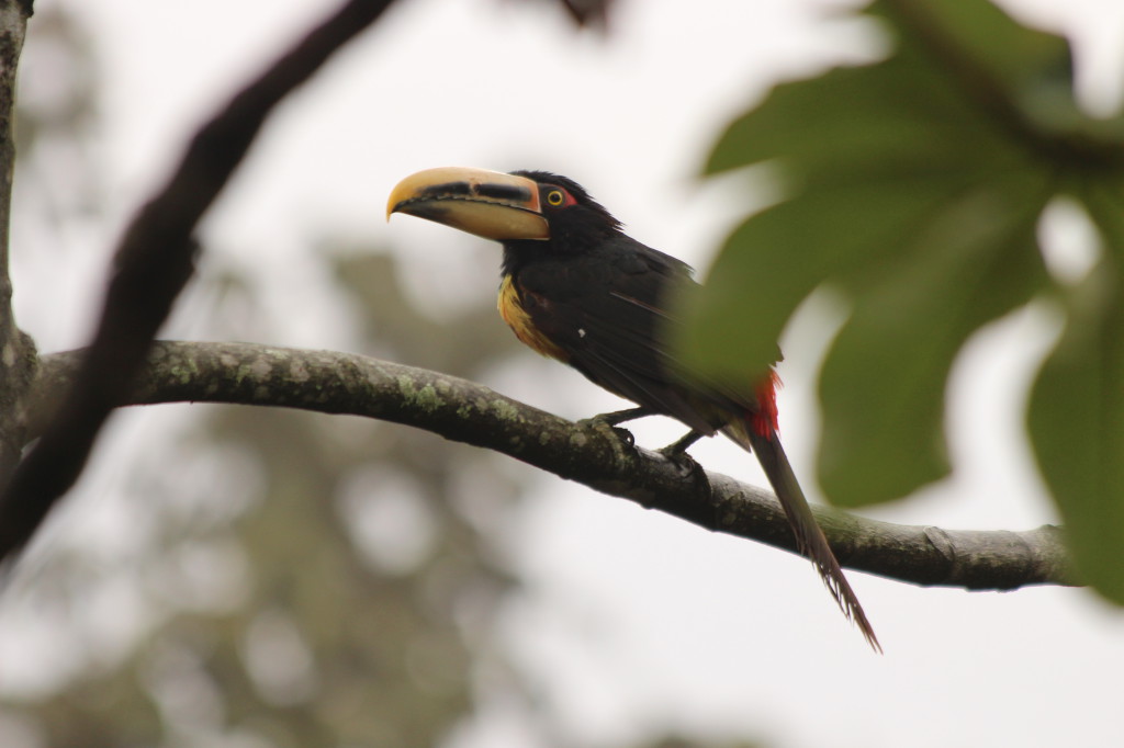 toucan--mindo-ecuador_40884578685_o