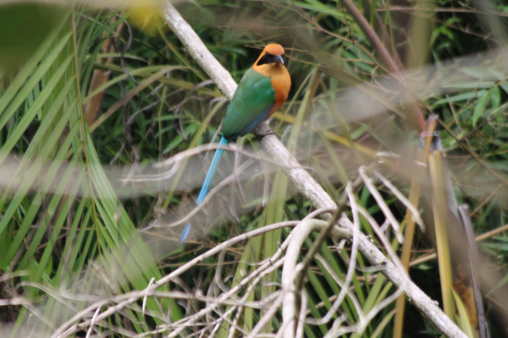 tropical-bird-mindo-ecuador_41742464892_o