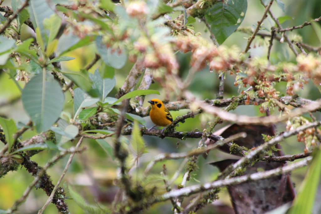 tropical-bird-mindo-ecuador_41742472392_o