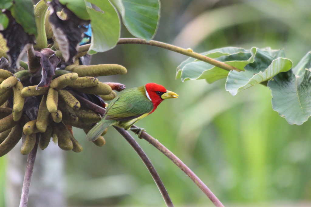 tropical-bird-mindo-ecuador_41742476422_o