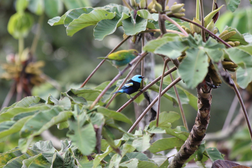 tropical-bird-mindo-ecuador_41742477722_o