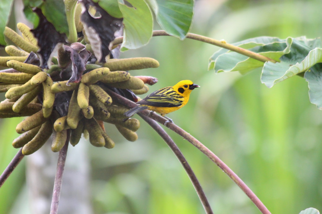 tropical-bird-mindo-ecuador_41742479992_o