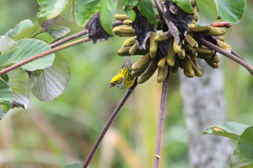 tropical-bird-mindo-ecuador_41742481262_o