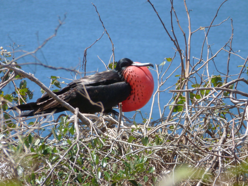 EQUATEUR 10 PUERTO LOPEZ (193)