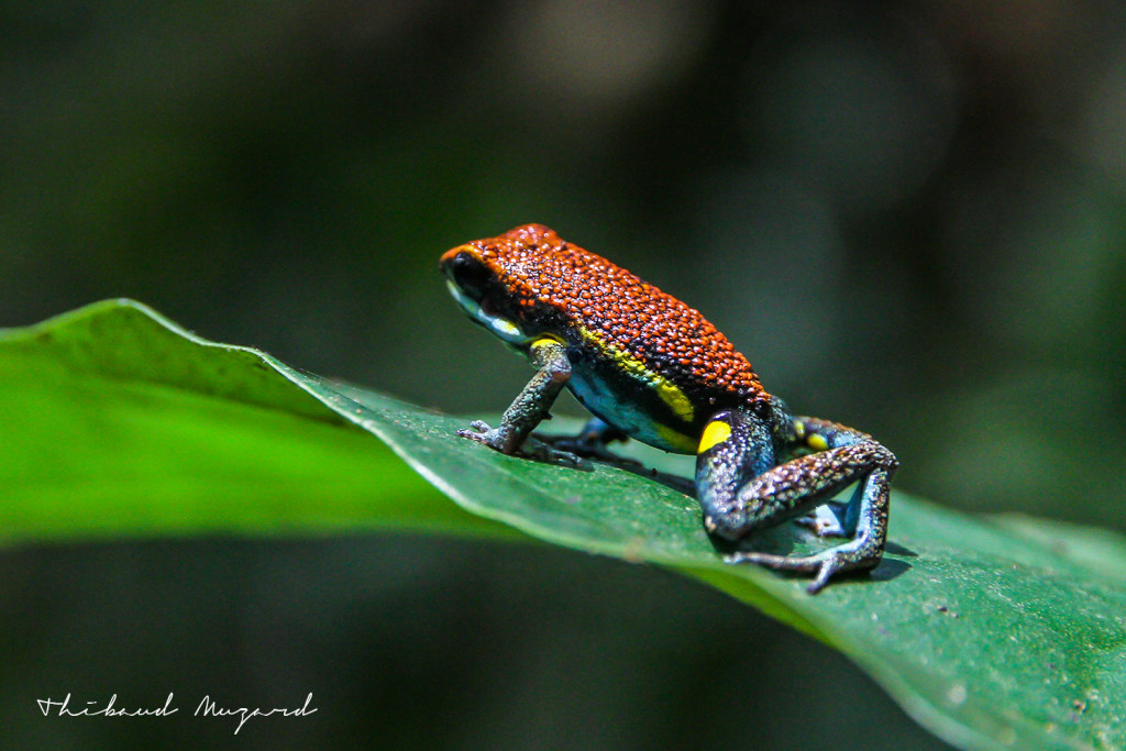 Grenouille-Poison-1024x683.jpg?profile=RESIZE_710x