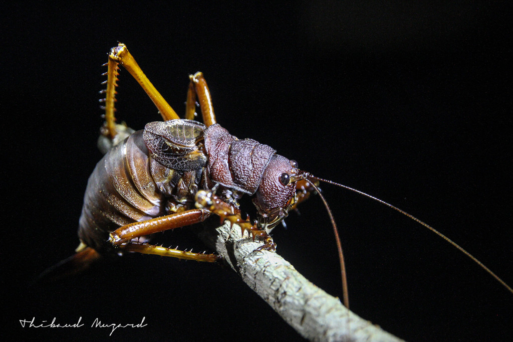 Grosse Sauterelle_crevette nocturne