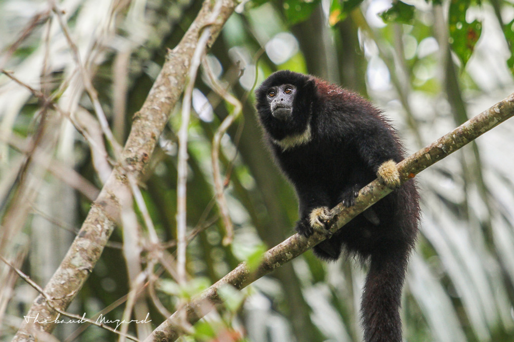 Singe titi à mains jaunes