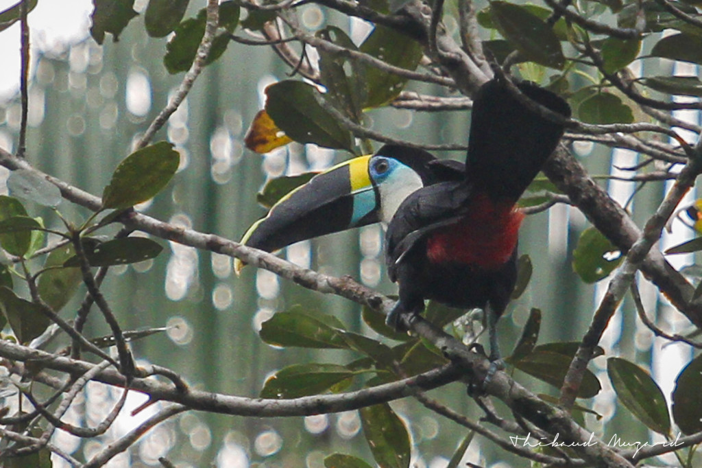 Toucan-%C3%A0-gorge-blanche-1024x682.jpg?profile=RESIZE_710x