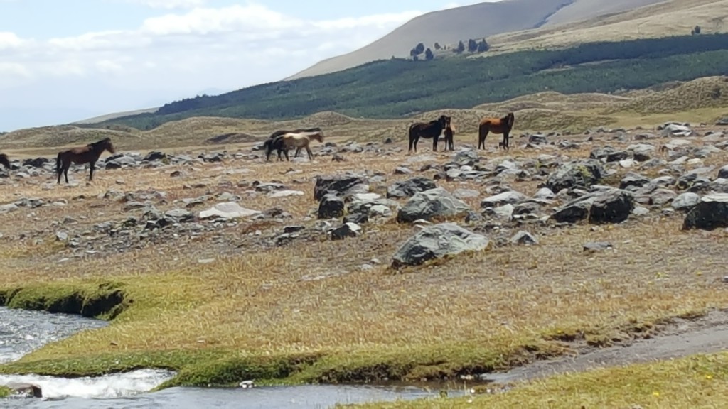 cheval cotopaxi