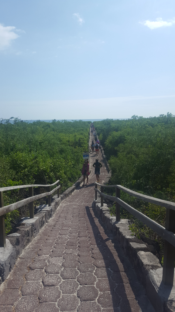 chemin tortuga bay