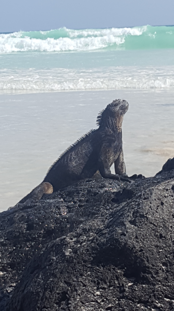 iguane