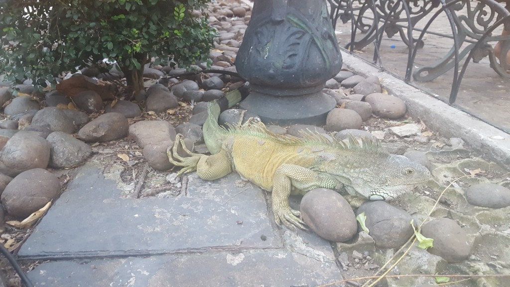 iguane-gye-1024x576.jpg?profile=RESIZE_710x