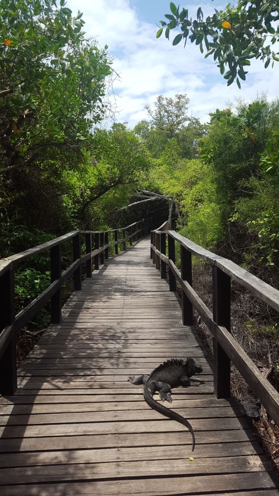 iguane-marin-isa-576x1024.png?profile=RESIZE_584x