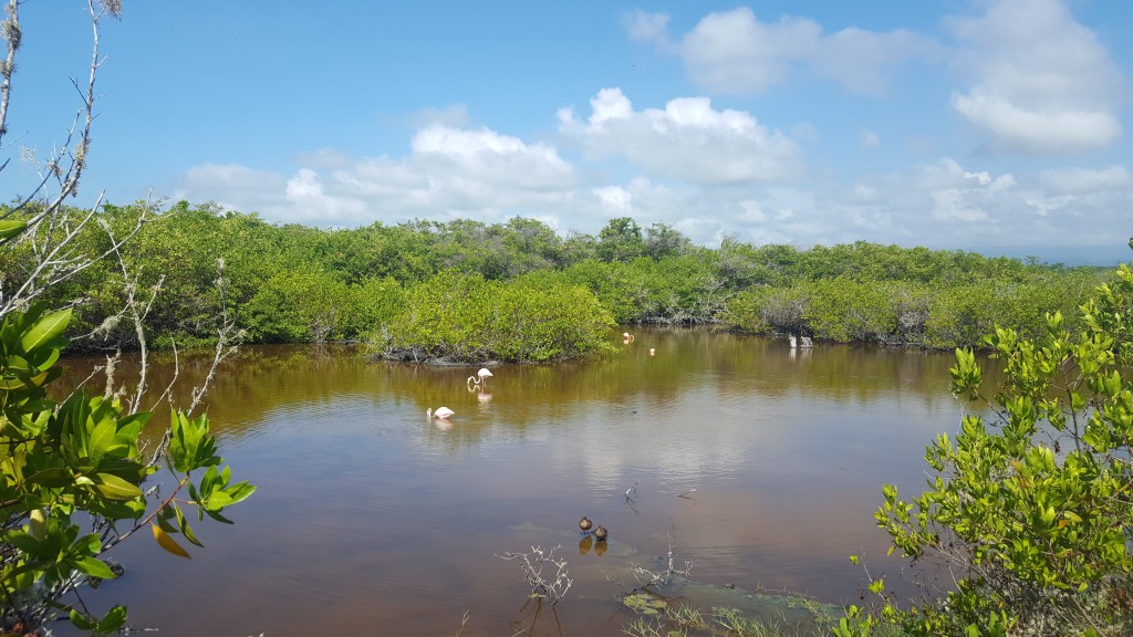 laguna flamand