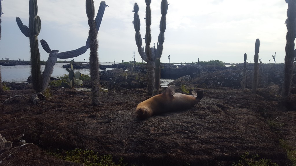 lobo de mar