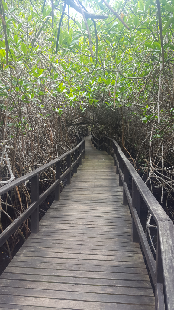 mangrove isa