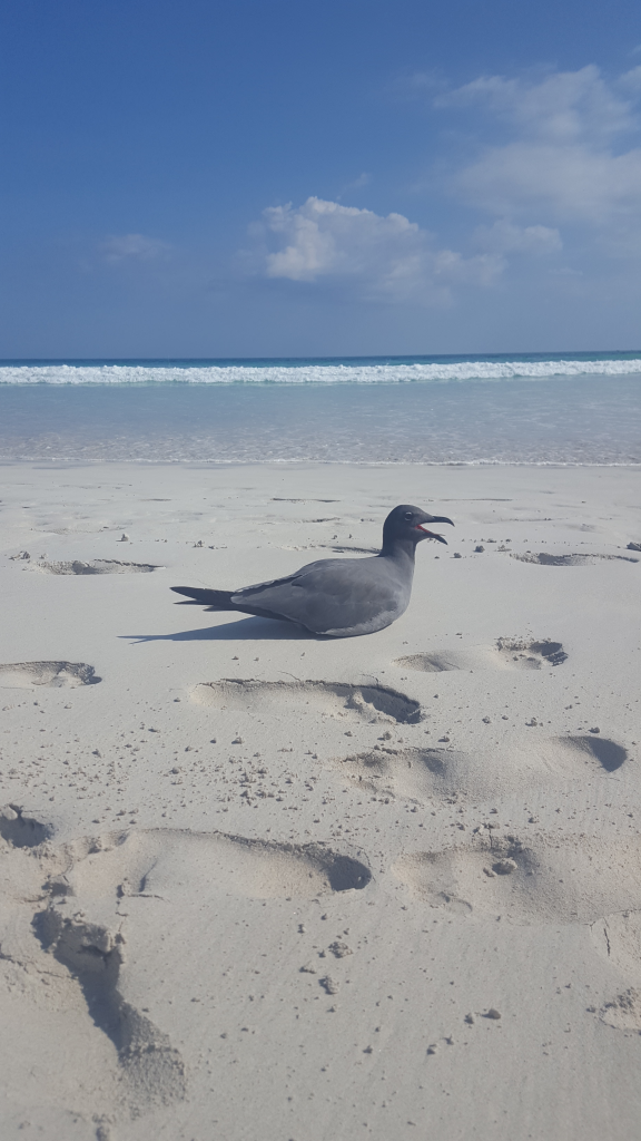 mouette-des-lave-576x1024.png?profile=RESIZE_584x