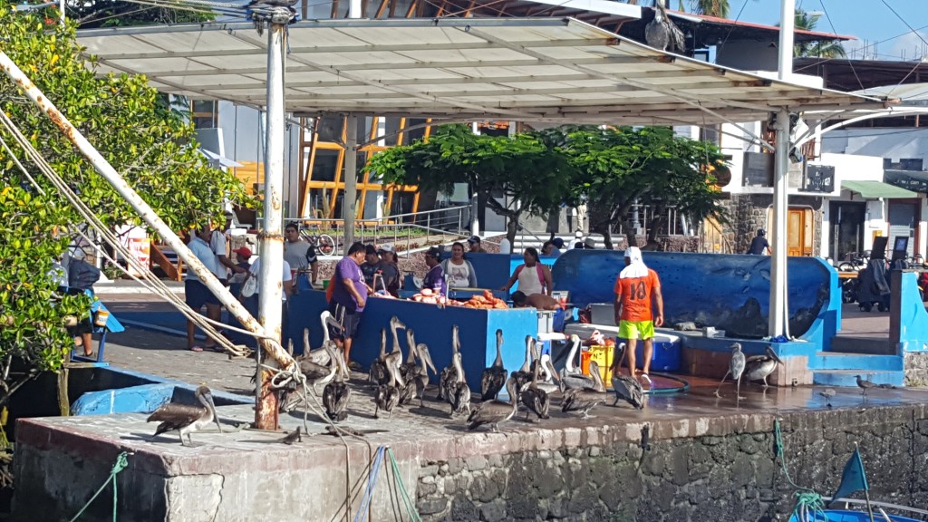 pelicanos isabela