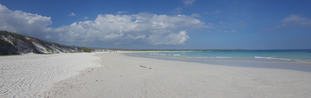 playa tortuga bay