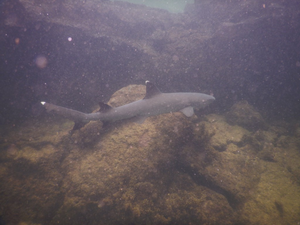 requin tintoreras