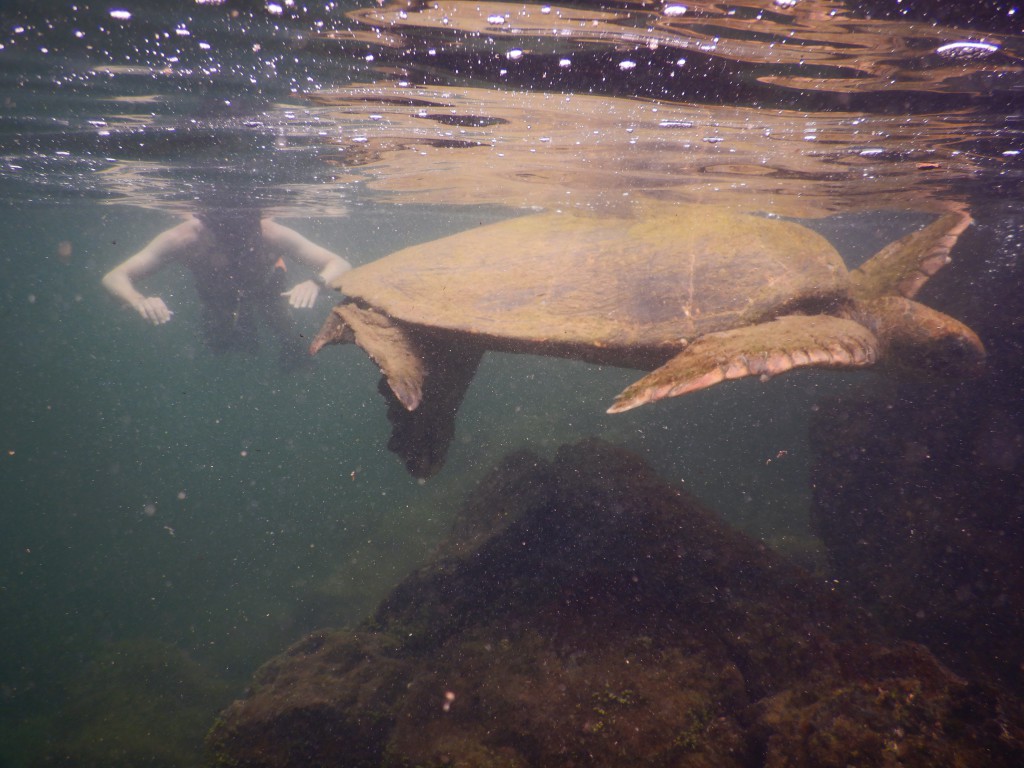 tortue marine