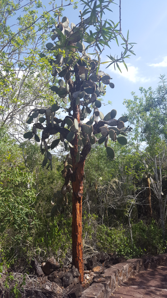 tortuga bay opuntia