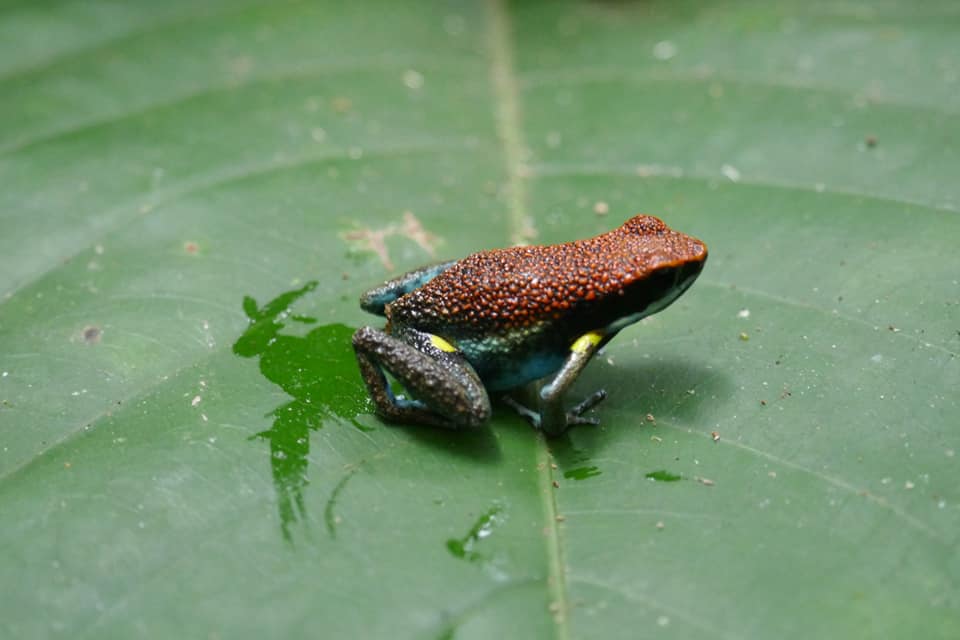 grenouille-rouge-et-bleue.jpg?profile=RESIZE_1200x