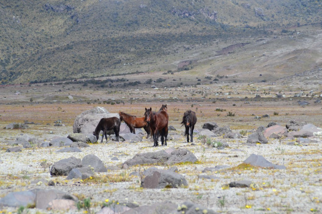13 chevaux Cotopaxi