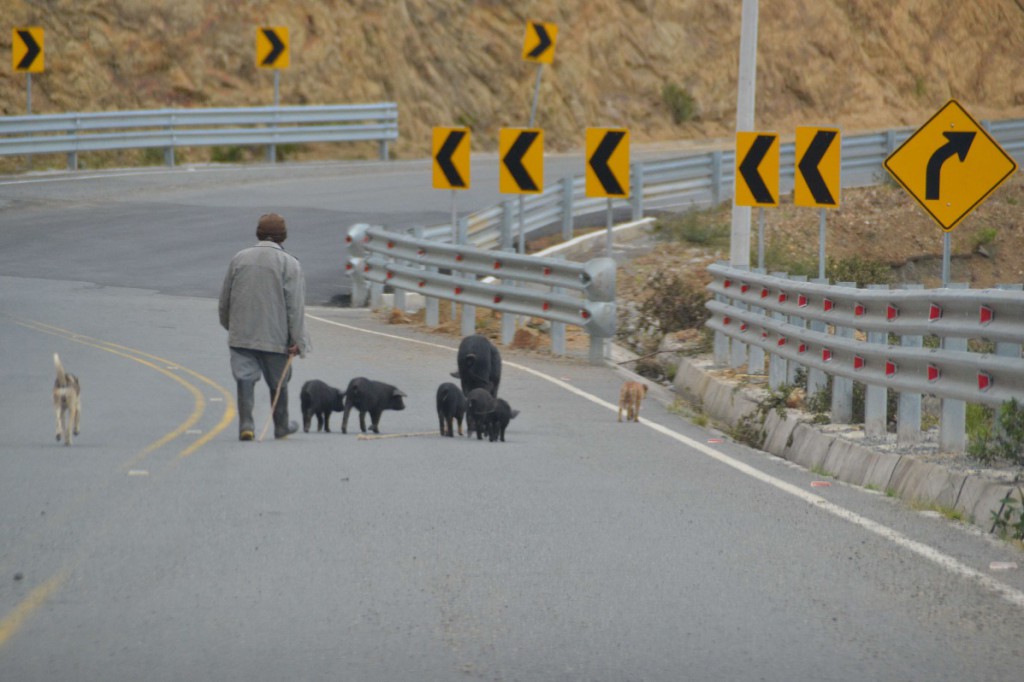 23 troupeau route Quilotoa