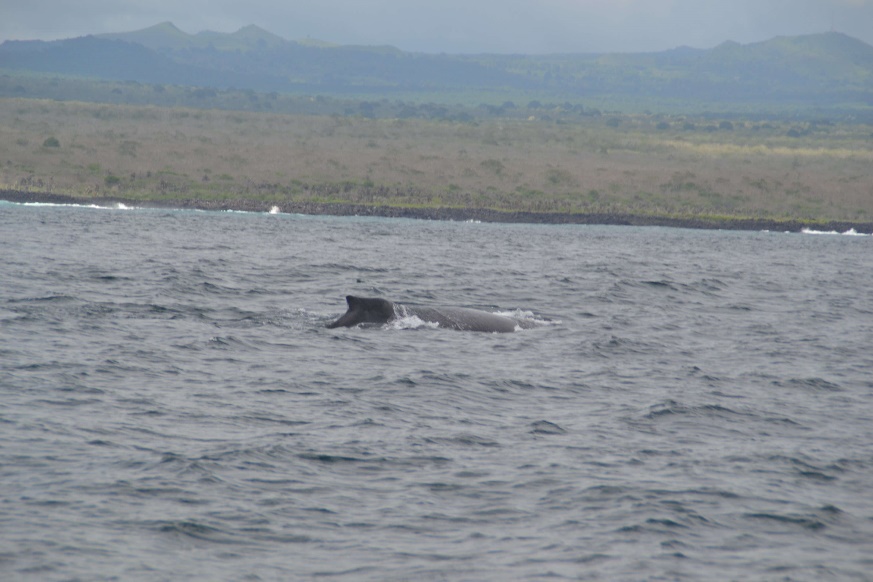 30-Gala-baleine.jpg?profile=RESIZE_930x