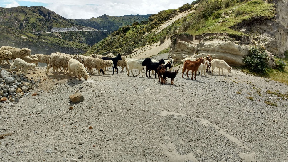 33-troupeau-quilotoa.jpg?profile=RESIZE_1200x