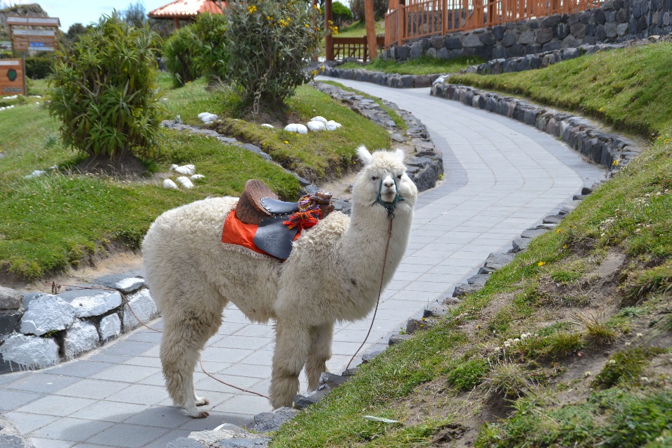 34-lama-quilotoa.jpg?profile=RESIZE_1200x