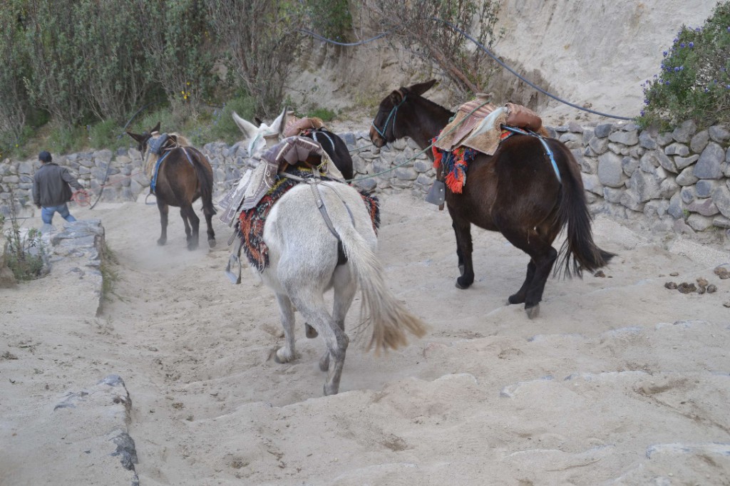 35 mules quilotoa