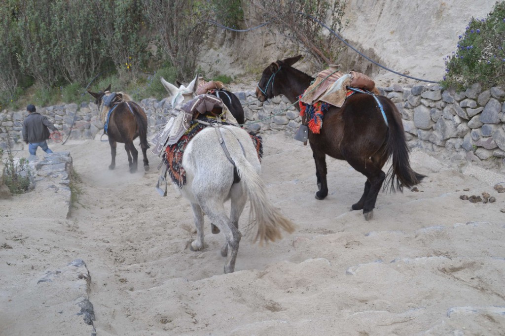 35-mules-quilotoa-1024x682.jpg?profile=RESIZE_710x