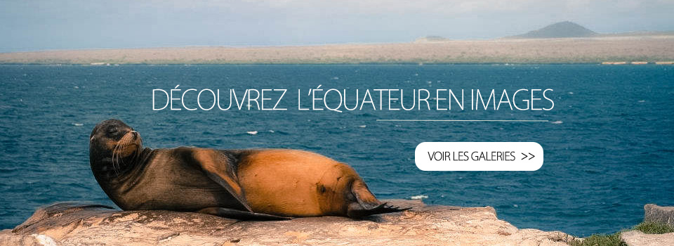 4-Phoque-galapagos-tout-equateur